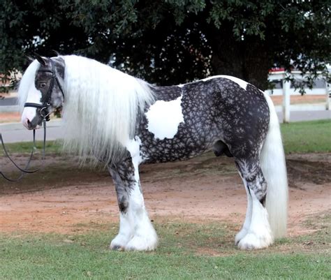 Beautiful gypsy vanner dapple gray horse All The Pretty Horses, Most Beautiful Horses, Animals ...