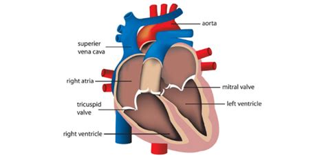 Heart Labeling Quiz: How Much You Know About Heart Labeling? - ProProfs Quiz