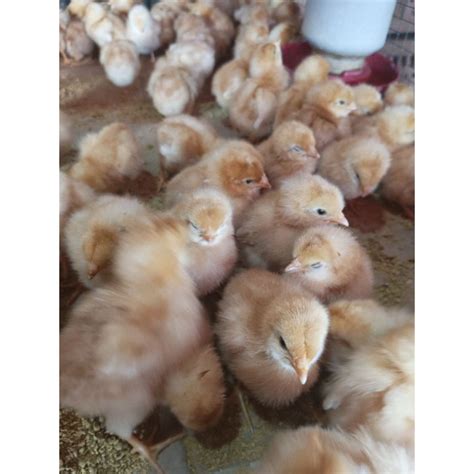 Jual Ayam Petelur - Doc Petelur - Doc Telur - Ayam Petelur Betina ...