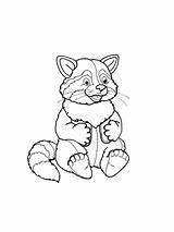 Raccoon coloring Pages sketch template