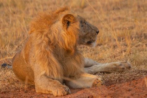 Premium Photo | Lions were laying in grassland at murchison falls ...