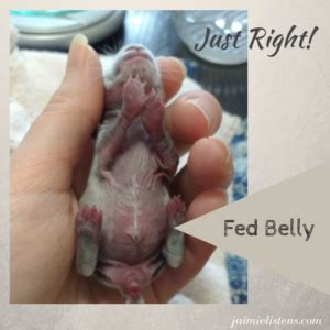 How to Bottle Feed Orphaned Baby Rabbits