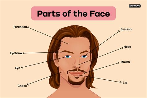 Parts Of The Face Full Vocabulary