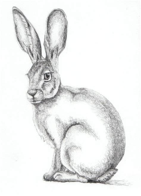 Study of a hare - marquetodd.com | HARES and SHEEP | Pinterest ... | Animal drawings, Hare ...