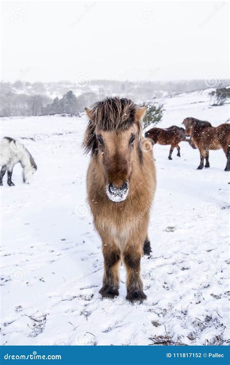 Wild Horses Standing in Snow Covered Winter Landscape Stock Photo ...