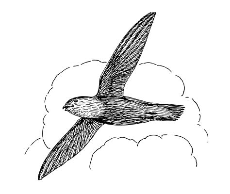 Swift Bird Clipart Illustration Free Stock Photo - Public Domain Pictures