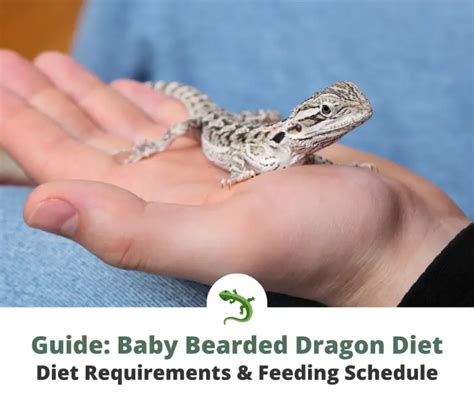 What Do Baby Bearded Dragons Eat? | ReptileKnowHow