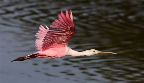 Huntington Beach State Park is considered by many to be the best birding spot in South Carolina ...