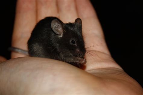 Fancy Mouse | Cute wee lady Mouse. (My mice are pets) | Erik Paterson | Flickr