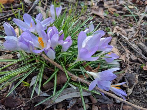 françois bry — Early spring flowers, Munich, Germany, 17 March...