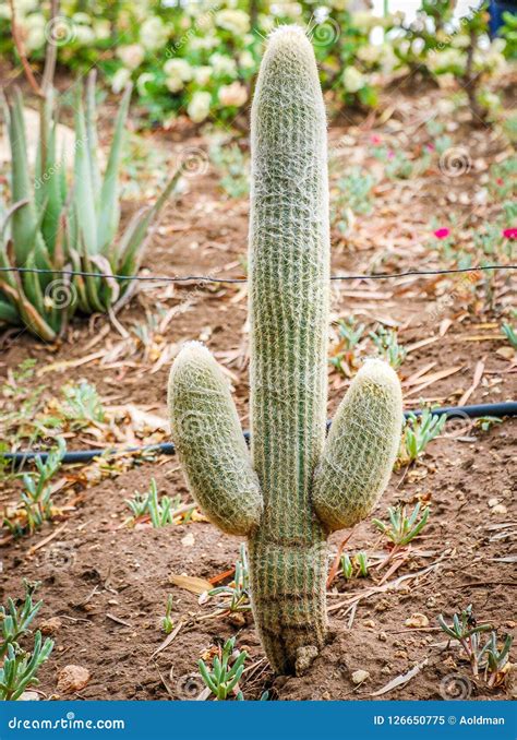 Cacti in the desert stock image. Image of vegetation - 126650775