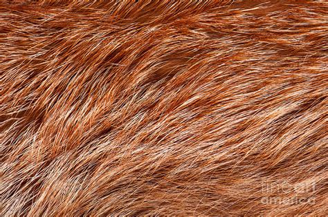 Fox Fur Patterns