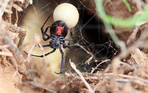 Are Black Widow Spiders That Inhabit The Queen Creek Area Dangerous?