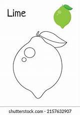 Lime Coloring Page Coloring Book Stock Vector Royalty Free 2157632907  sketch template