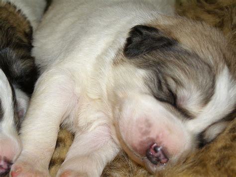 Great Pyrenees puppies | RNCB | Flickr