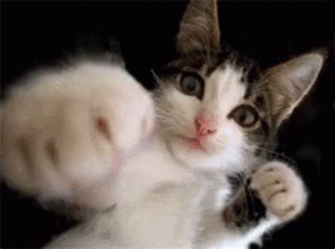 Cat Fight On Sheets GIF | GIFDB.com