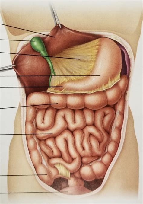 Image Result For Organs Abdominal Cavity Body Organs | Sexiz Pix