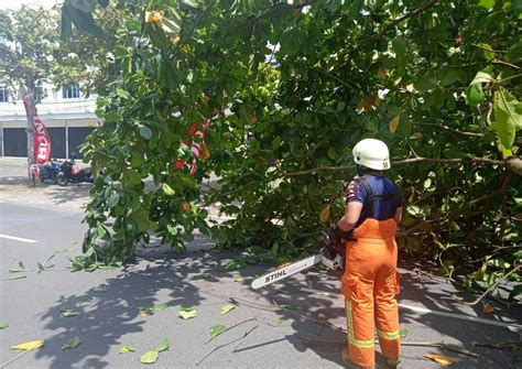 Pohon Tumbang di Tengah Jalan, Nihil Korban - Jurnal Kepri