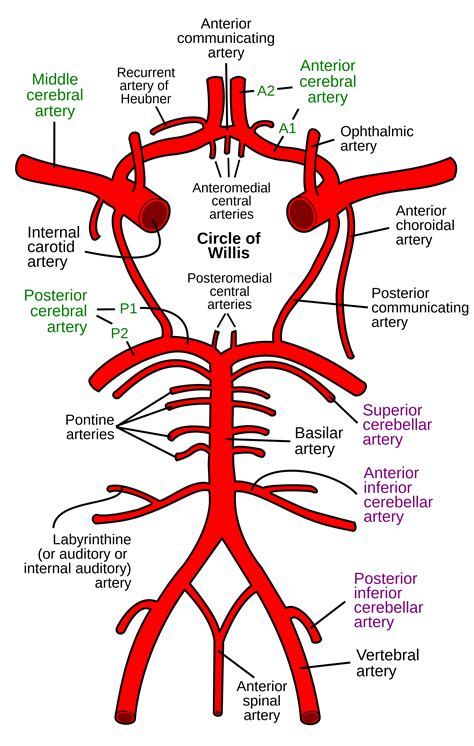 Arteria choroidea anterior || Med-koM