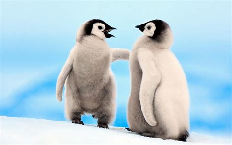 Emperor Penguin | Info and Photos | The Wildlife