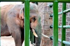 Elephant In A Cage Free Stock Photo - Public Domain Pictures