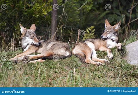 Red wolf pups stock image. Image of casual, wildlife - 33683711