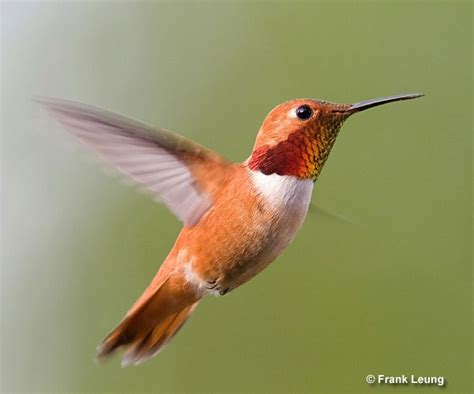 Rufous Hummingbird - ID, Facts, Diet, Habit & More | Birdzilla