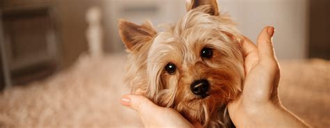 Small Dogs with Long Hair That Will Steal Your Heart