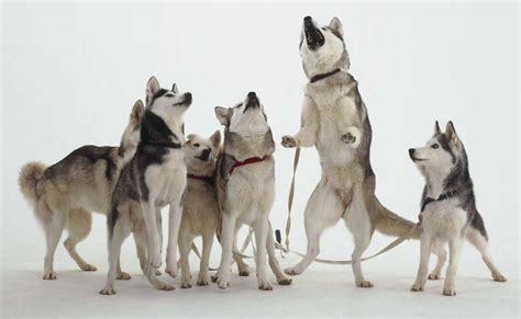 Howling Huskies - MyConfinedSpace