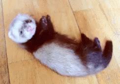 Cute Ferret Gif