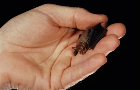 Fun Bat Facts - Merlin Tuttle's Bat Conservation