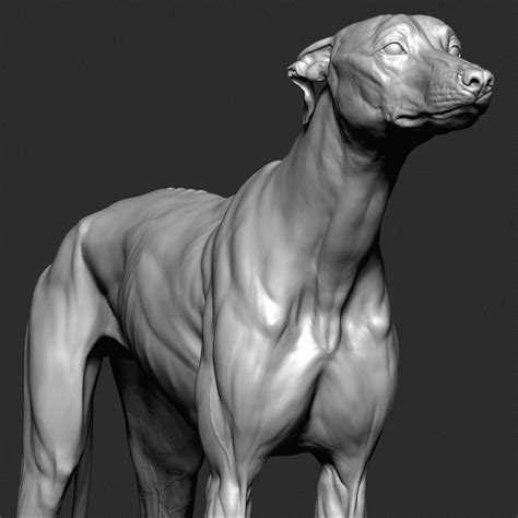 greyhound dog, A_ Models on ArtStation at https://www.artstation.com/artwork/0XVEl5 Animal ...