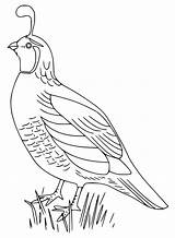 Himalayan Quail Coloring Page  Free Printable Pages For Kids sketch template