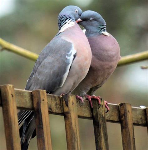 Love Birds Kissing (38 Photos) | Pet birds, Beautiful birds, Animals