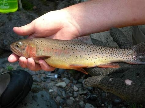 Yellowstone Cutthroat Trout - Gardiner, Montana