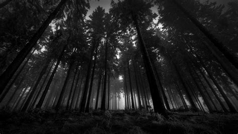🔥 Download Dark Forest Wallpaper For iPhone Pc Desktop by @jhaley37 | Forest Wallpapers Dark ...