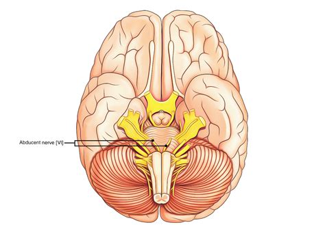 Abducent or Abducens Nerve – Earth's Lab