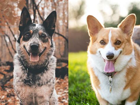 Cowboy Corgis: 10 Things You Didn't Know - Corgi Planet