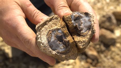 Digging Science - The Blue Forest in Wyoming is home to...