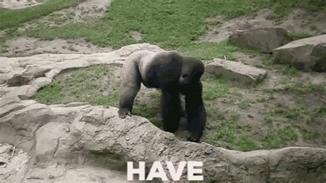 Gorilla Poo GIF - Gorilla Poo Throws - Discover & Share GIFs