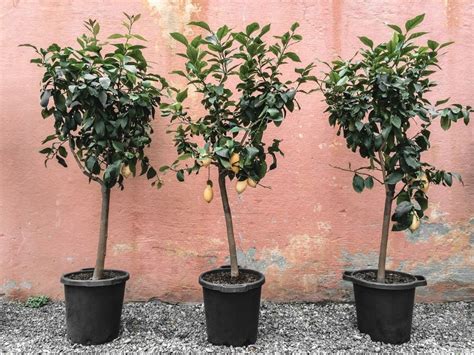 Small Fruit Trees That Are Perfect For Home Orchards | Gardening Know How