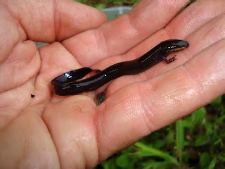 onward, westward: Some of Florida's aquatic salamanders