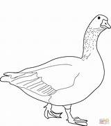 Goose coloring page  Free Printable Coloring Pages sketch template
