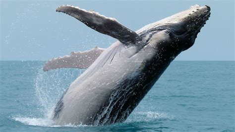 Humpback whale – Australian Antarctic Program