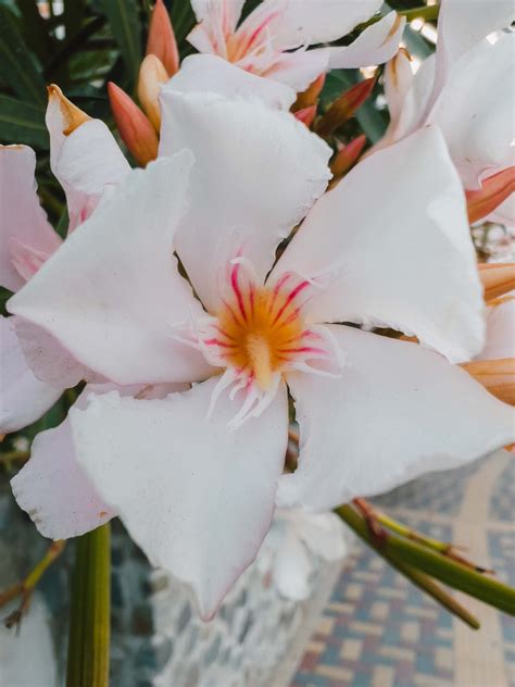 White Oleander Photos, Download The BEST Free White Oleander Stock Photos & HD Images