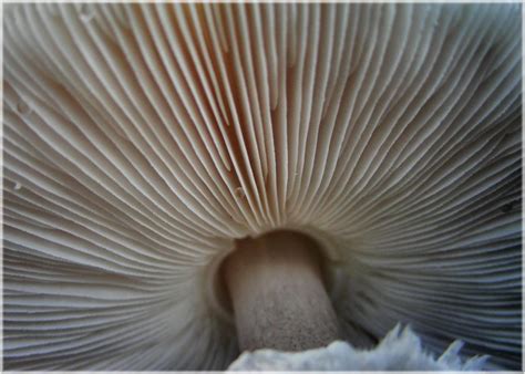 Free picture: mushroom, fungus, nature, herb, detail, macro