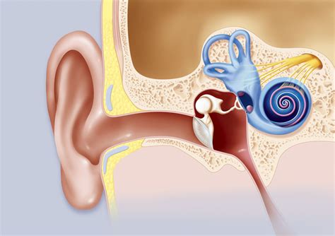 Diagram Of The Cochlea