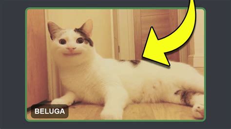 When Beluga Does a Face Reveal In Cat Form... (Intense) - YouTube