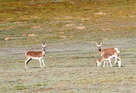 China detains police officer for wild life crimes exposed online ...