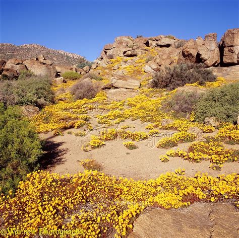 Desert flowers at Nababeep photo WP04598